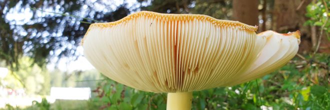 Fliegenpilz Lamellen Wald