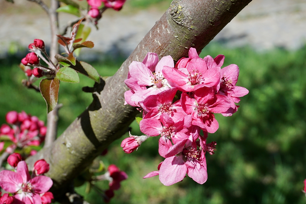 Frühling / blühender Kirschbaum rosa