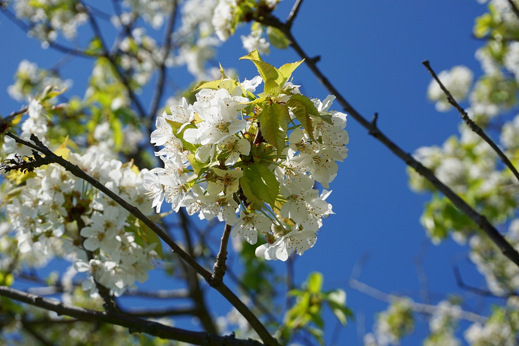 Frühling / blühender Kirschbaum weiß