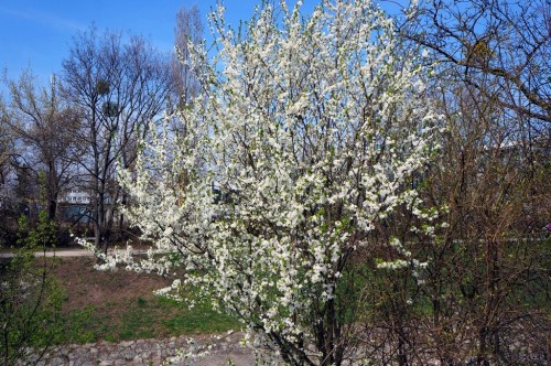 fruehling-blueten-knospen