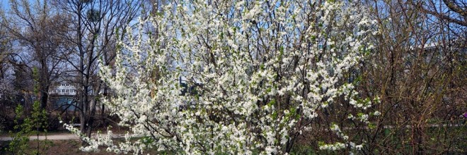 fruehling-blueten-knospen