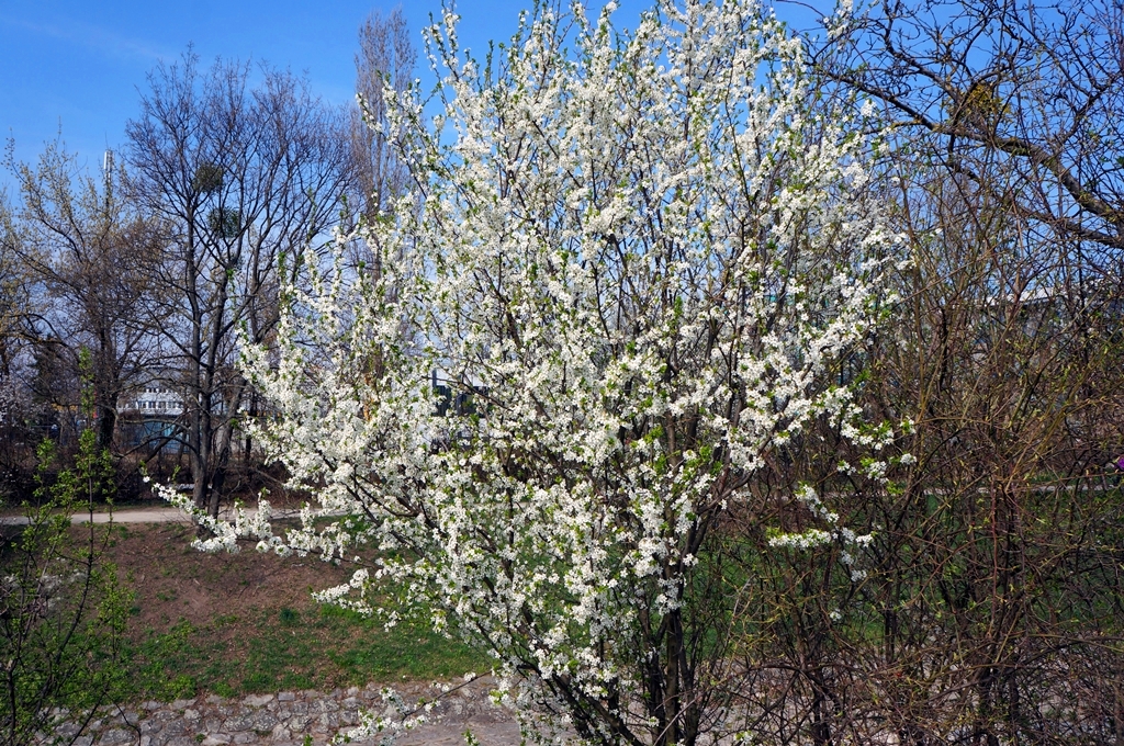 Frühling Blüten Knospen