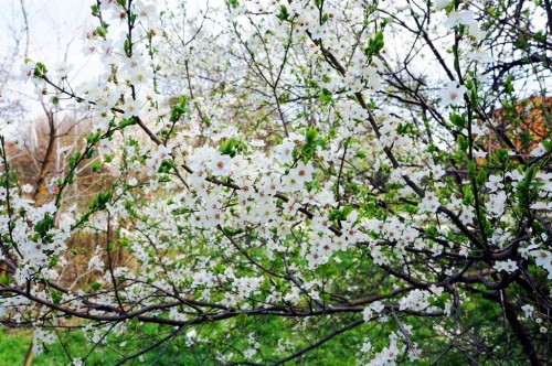 fruehling-blueten-knospen1