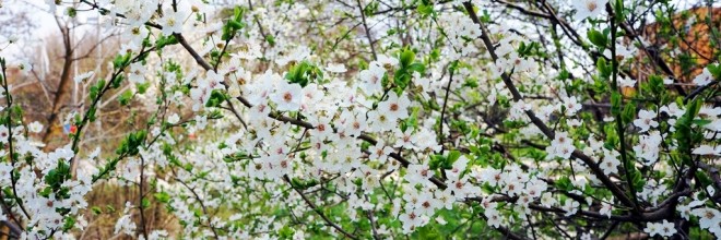 fruehling-blueten-knospen1