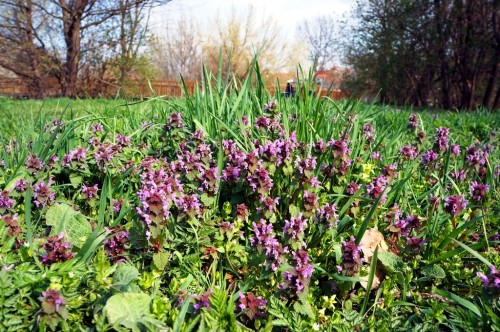 fruehlingstag-sommer-blumen-wiese