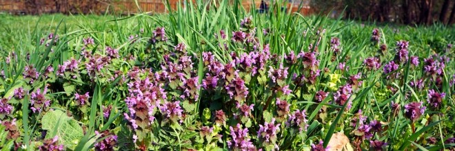 fruehlingstag-sommer-blumen-wiese