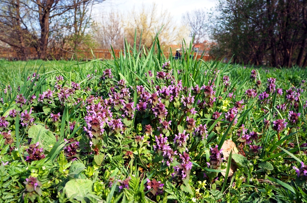 Fruehlingstag Sommer Blumen Wiese