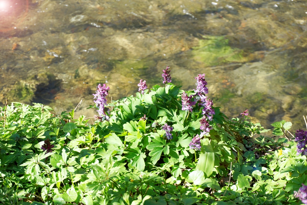 Frühling Blumen neben Fluss
