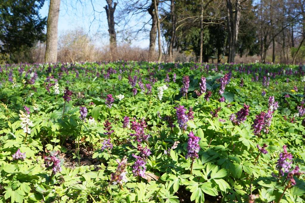 Frühlingswiese Blumen