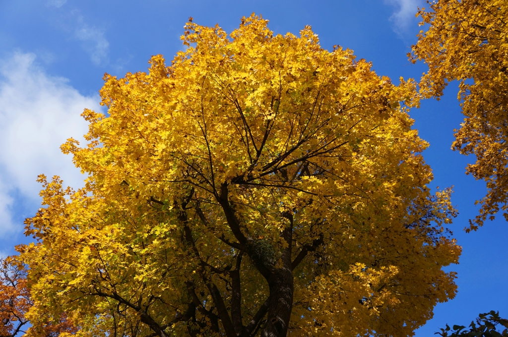 Herbst – gelber Baum