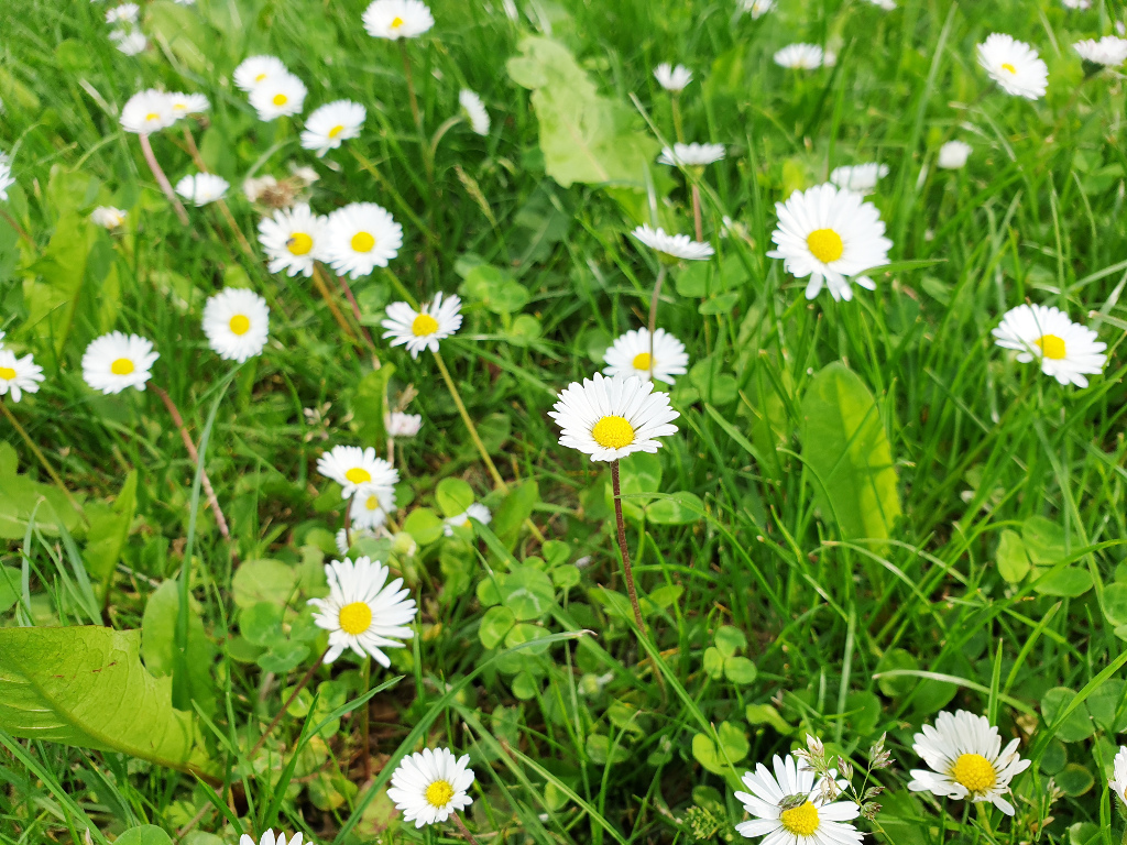 Gänseblümchen Wiese