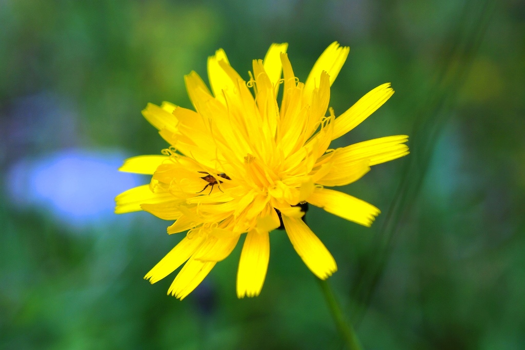 Habichtskraut Blüte