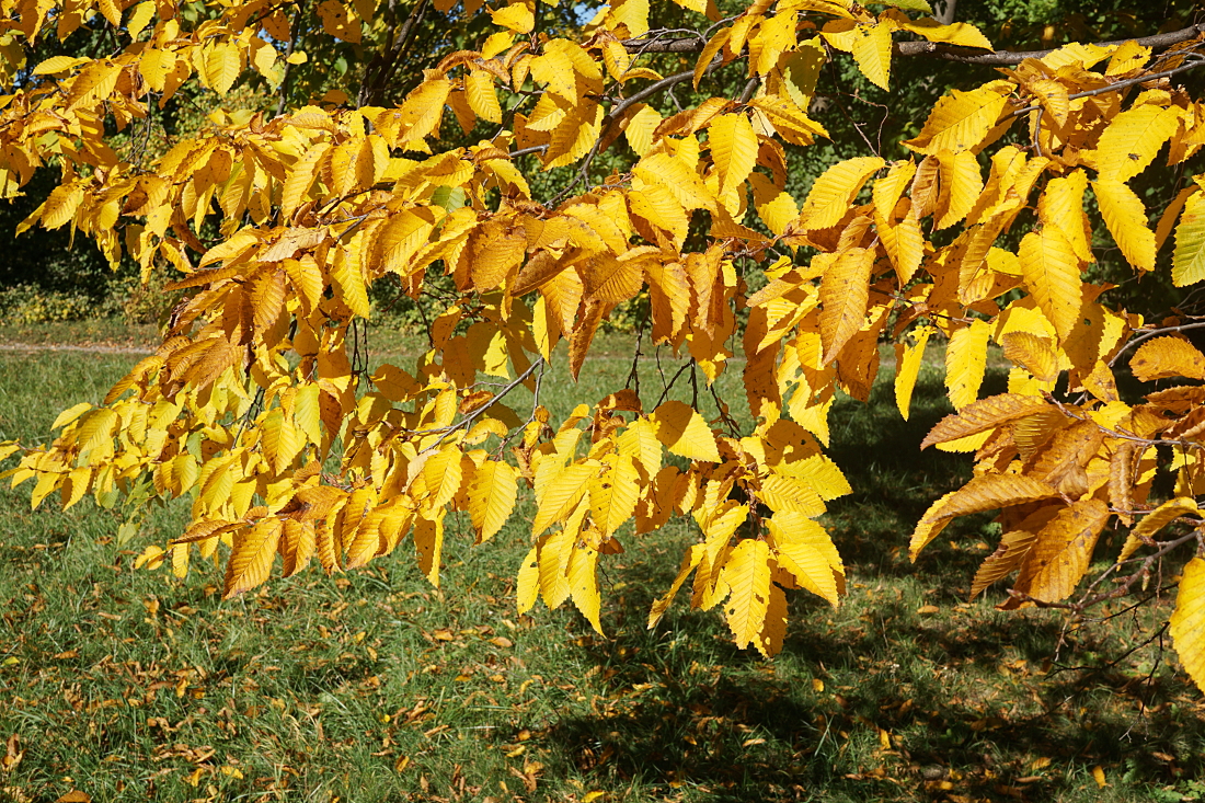 Herbst – goldene Blätter