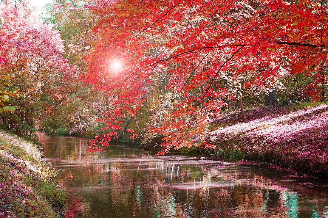 Herbst – Leuchtende, rote Bäume und Blätter neben Fluß