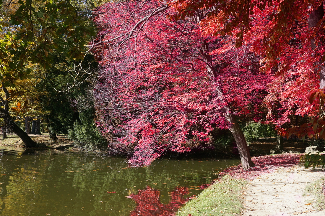 Herbst / leuchtender Baum am See