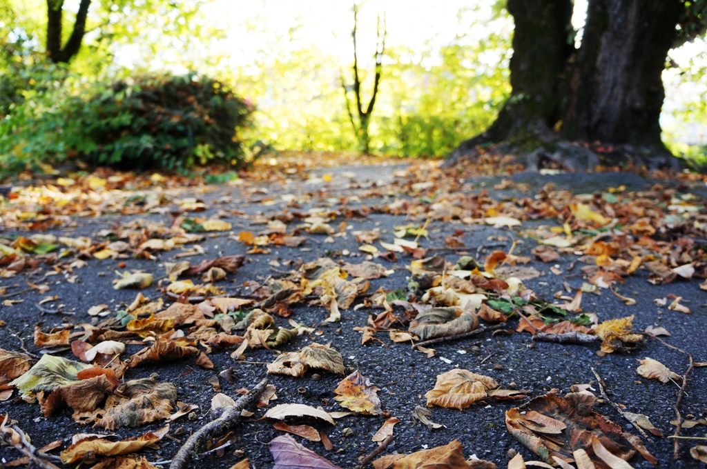 Herbst Laub