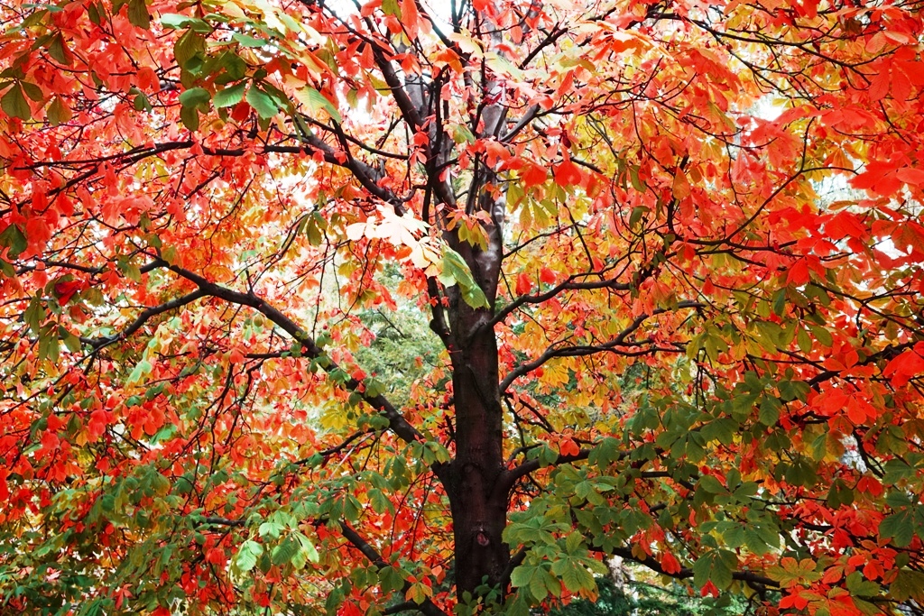 Herbstbaum mit roten und grünen Blättern