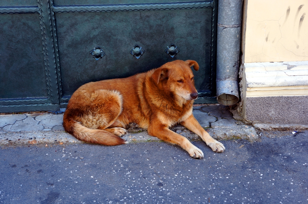 Hund in Belgrad