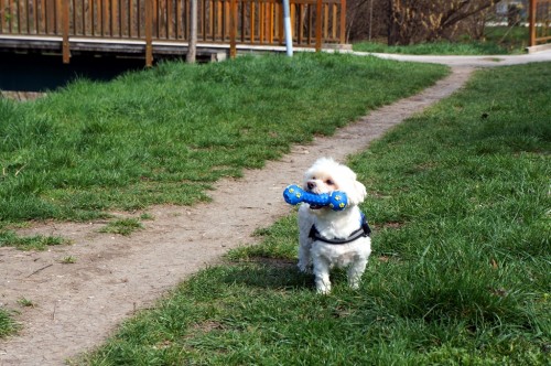 hund-mit-spielzeug