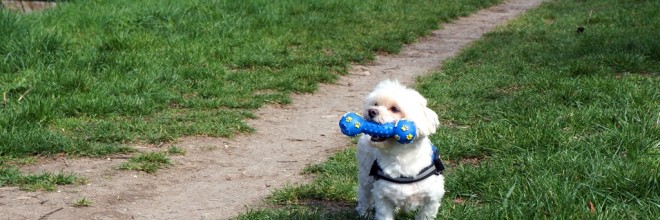 hund-mit-spielzeug