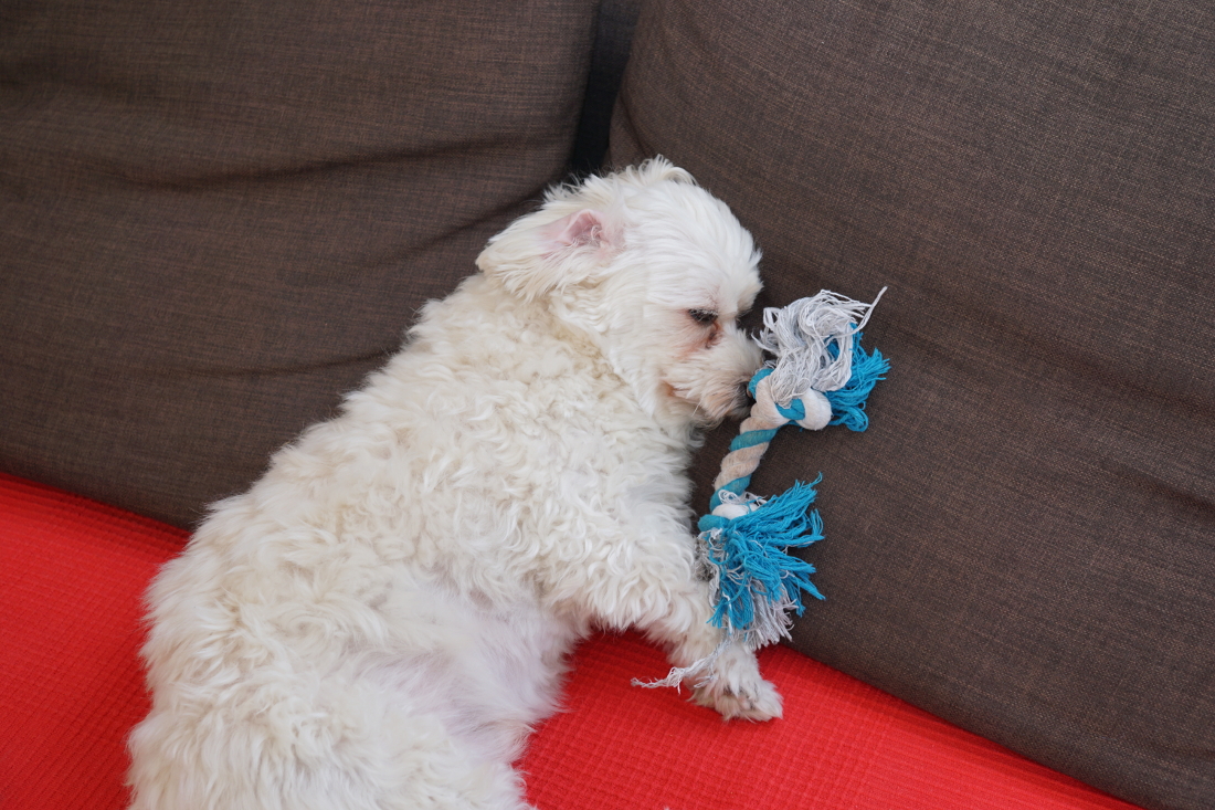 Hund schläft neben Spielzeug