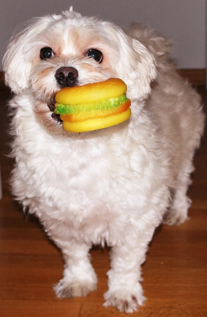 Hund Spielzeug (Smartie)