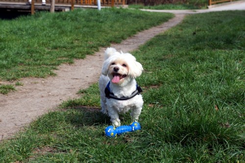 hund-will-spielen