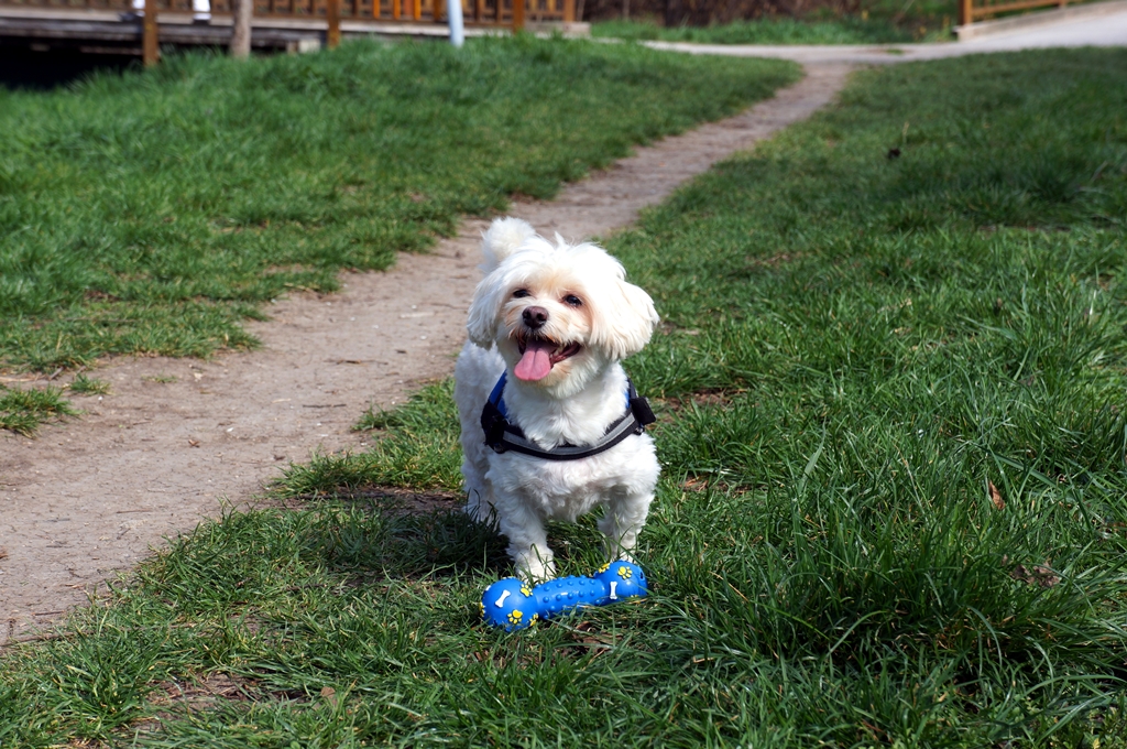 Hund will spielen