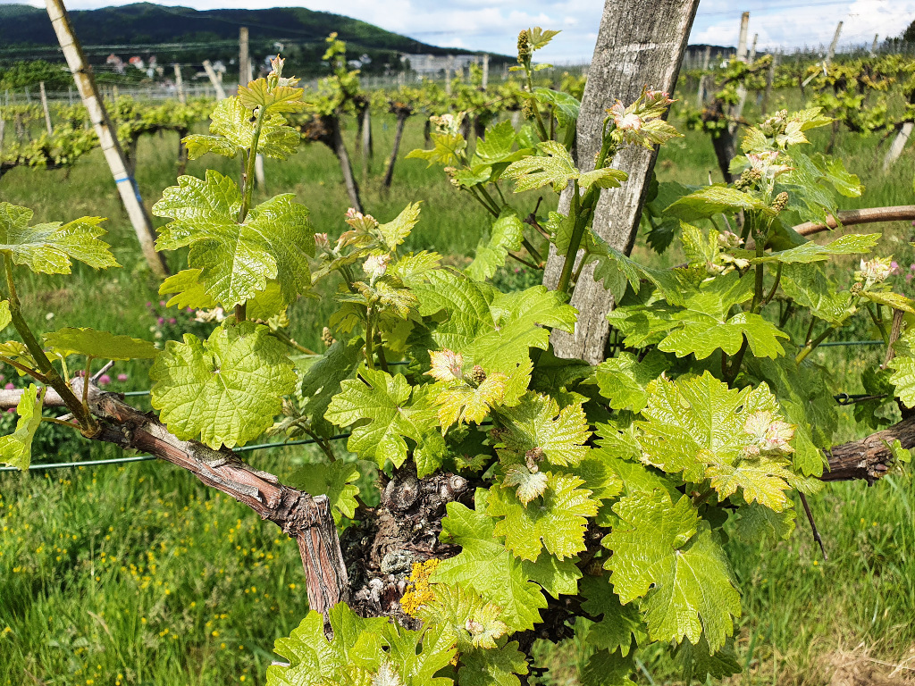 Junge Weinrebe mit Knospen