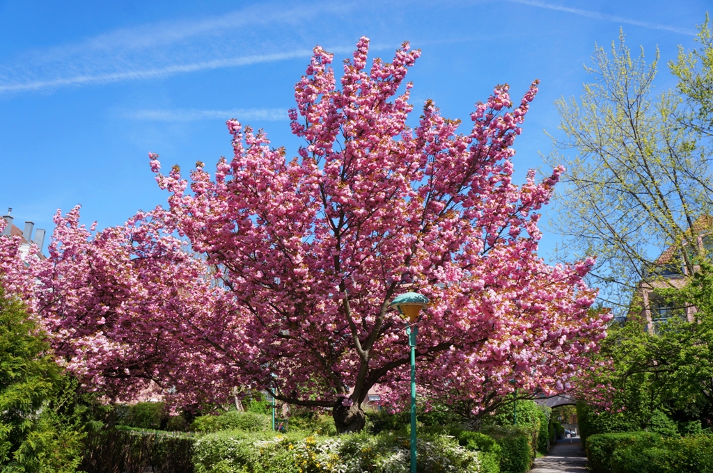 Farbenspiel am Kirschbaum