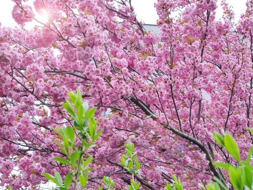 Kirschbaum in Blüte