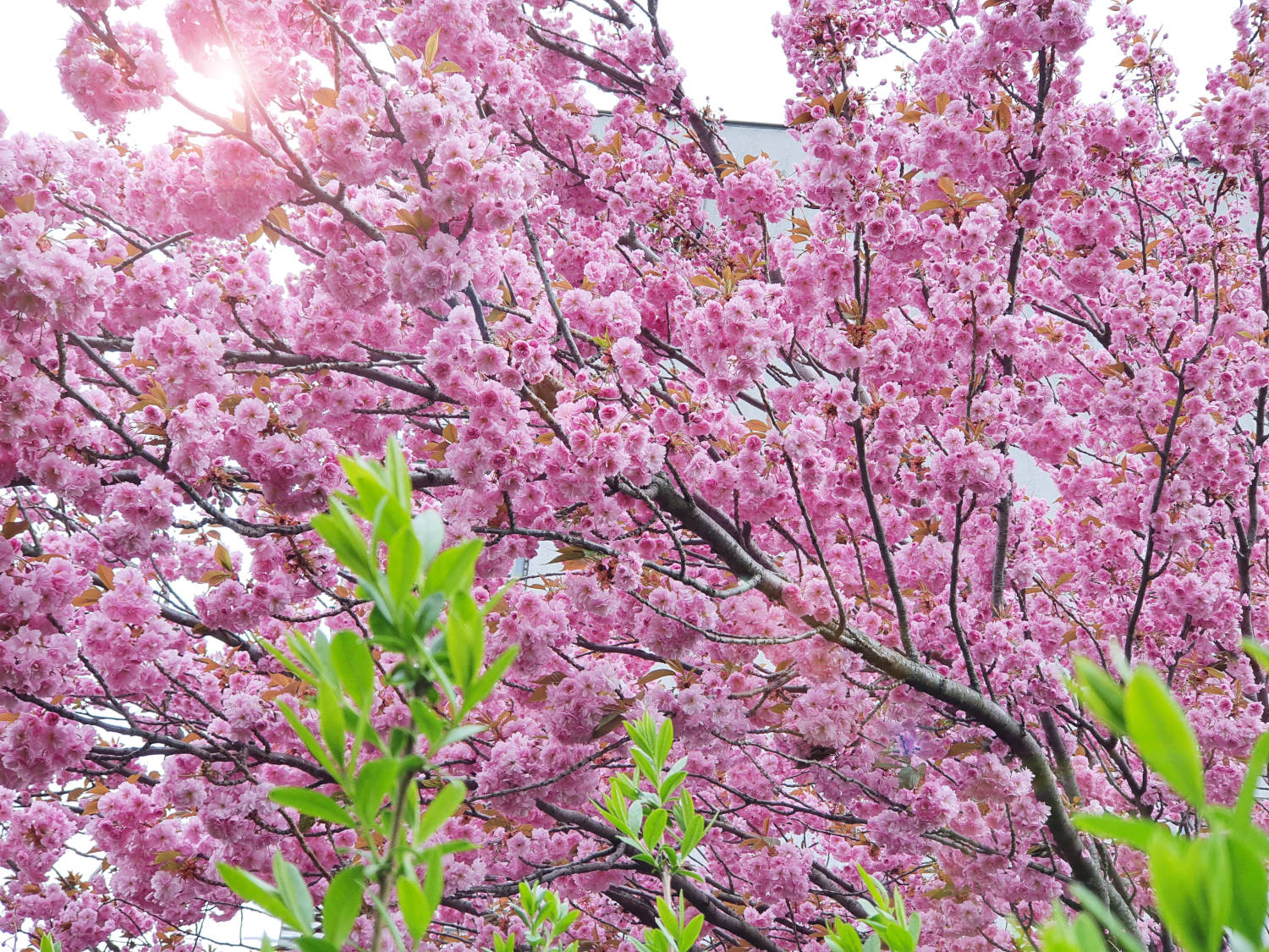 Kirschbaum in Blüte