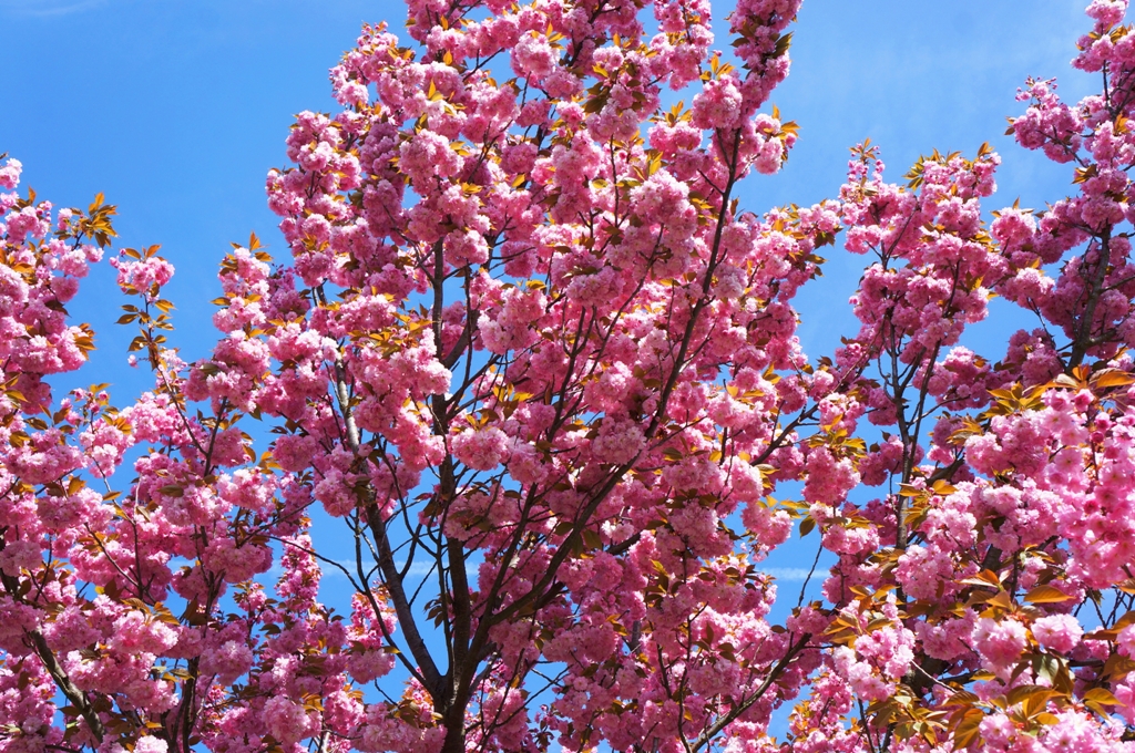 Kirschblüten Kirschbaum