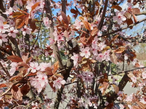 Kirschblüten Rosa Hecke