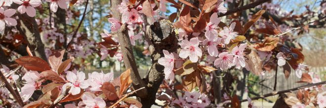 Kirschblüten Rosa Hecke