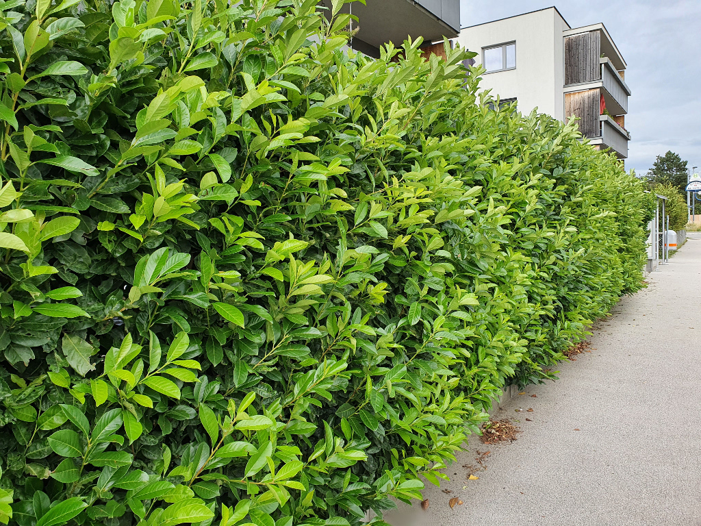 Kirschlorbeer Hecke