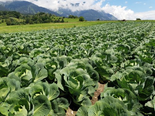 Kohl wächst auf einem Feld