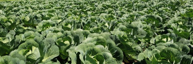 Kohl wächst auf einem Feld