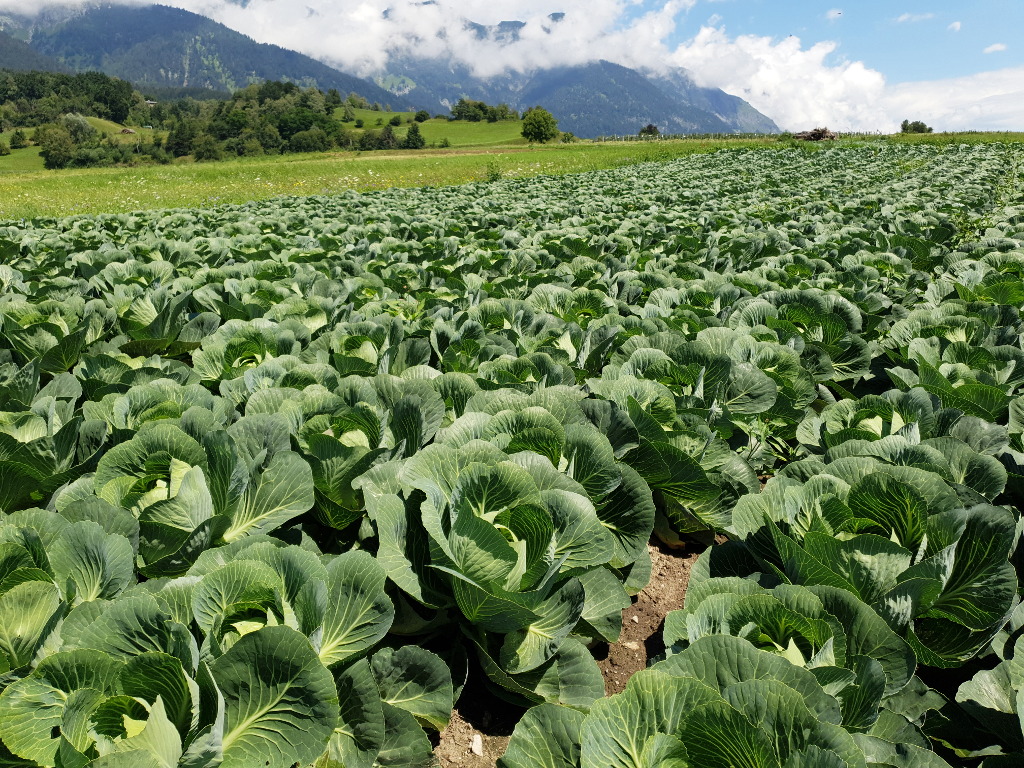 Kohl wächst auf einem Feld