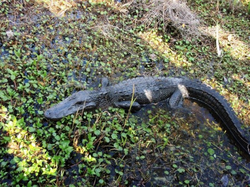 Krokodil Alligator