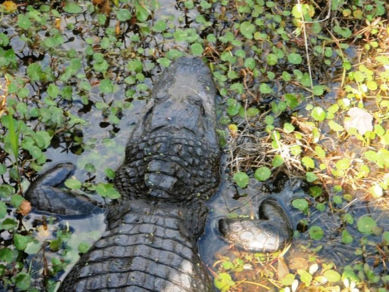 Krokodil Alligator
