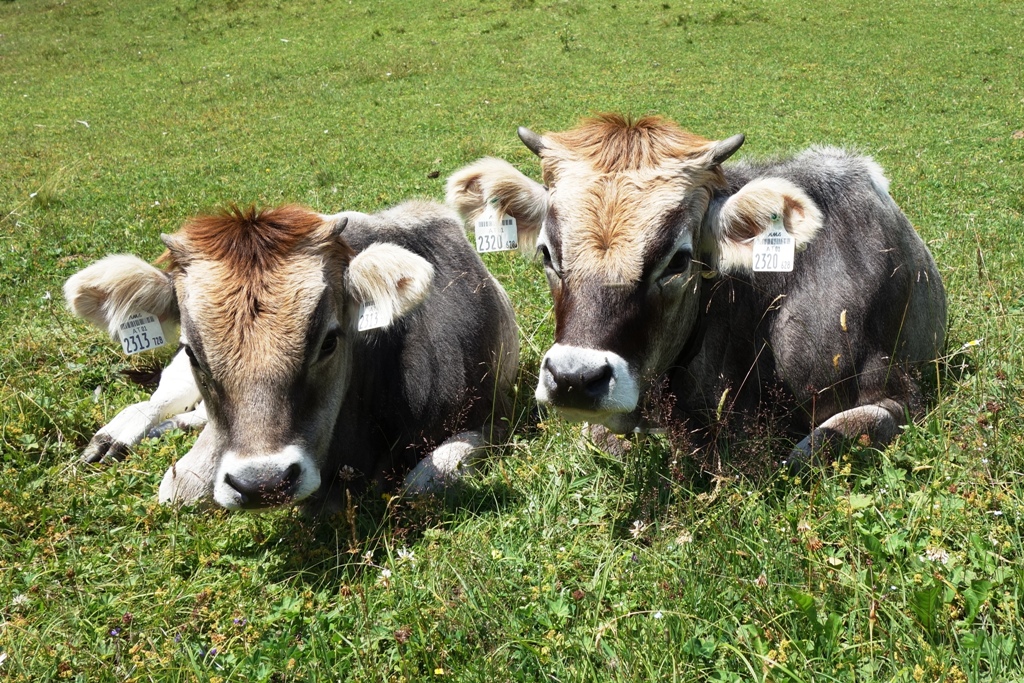 2 Kühe liege auf Almwiese