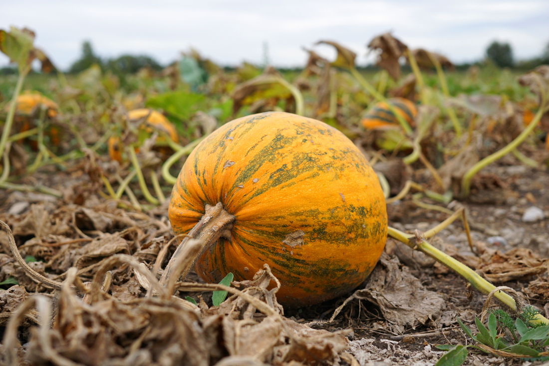 Kürbis am Feld / Herbst