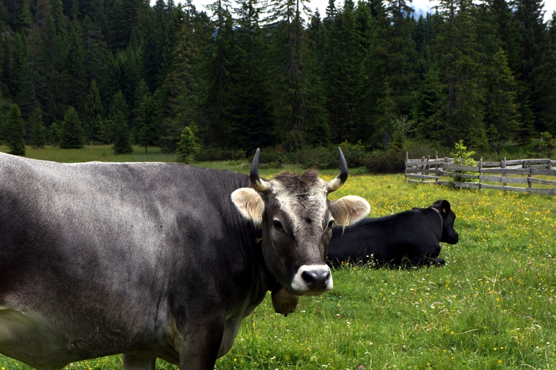 Kuh / Stier auf Almwiese