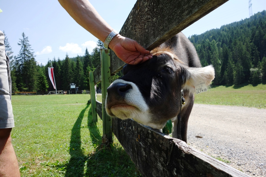 Eine Kuh wird gestreichelt