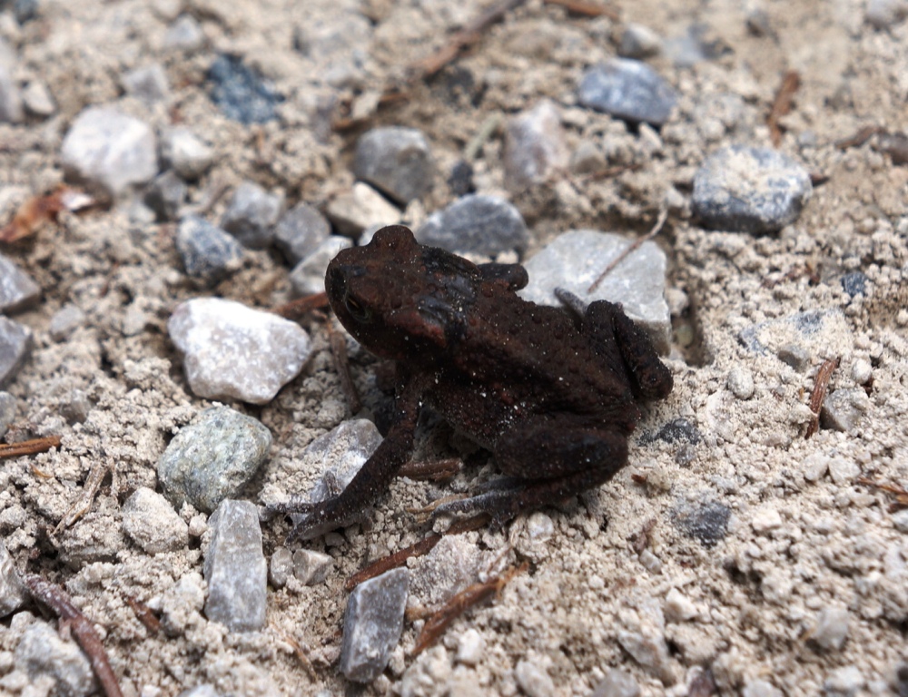 Laubfrosch auf Schotterweg