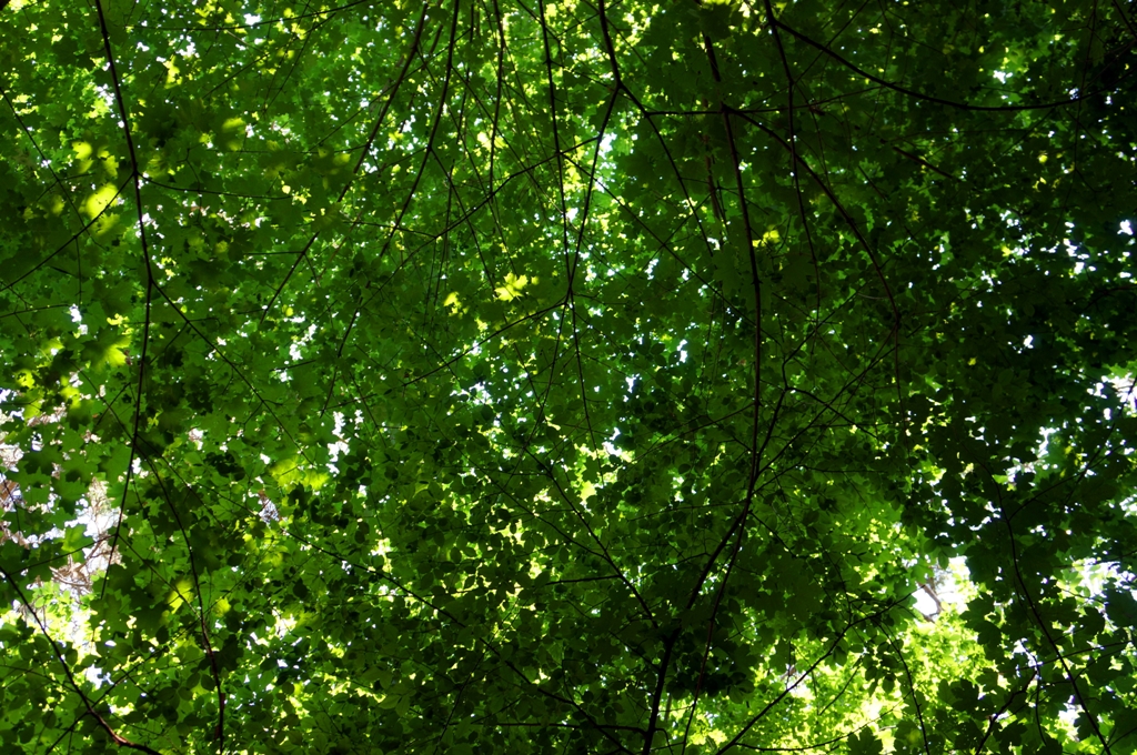 Blick in Baumkrone Laubwald