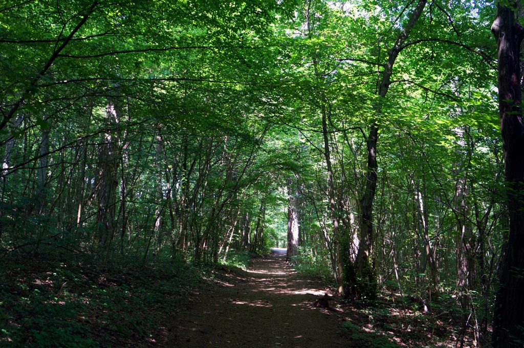 Weg durch Laubwald