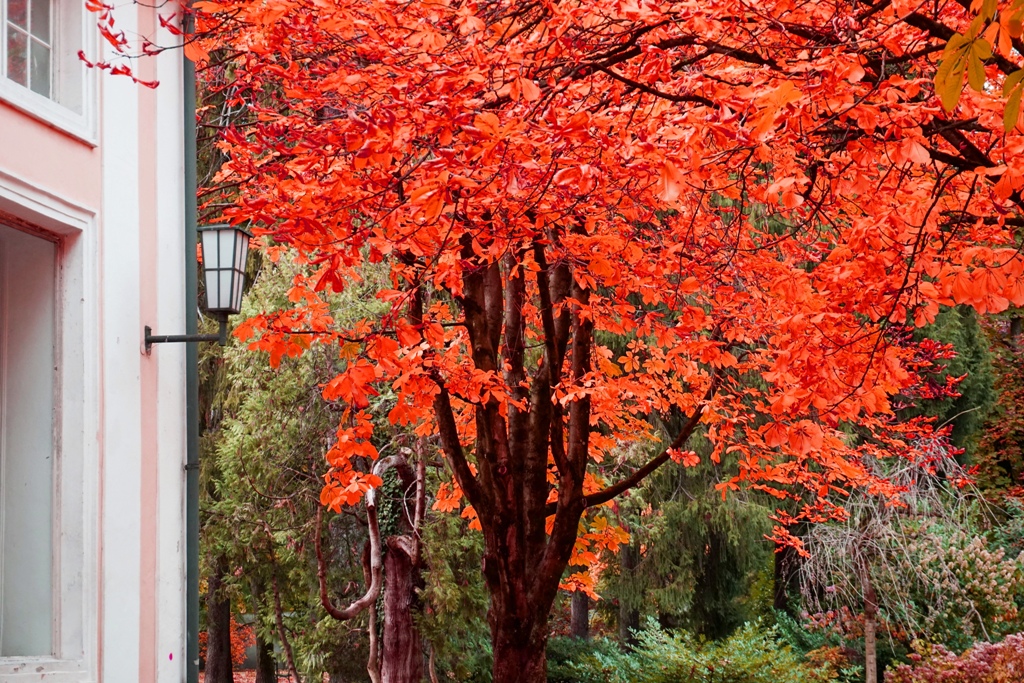 Leuchtender Herbstbaum