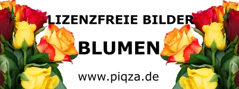 Lizenzfreie Bilder, Fotos, Stockfotos Blumen